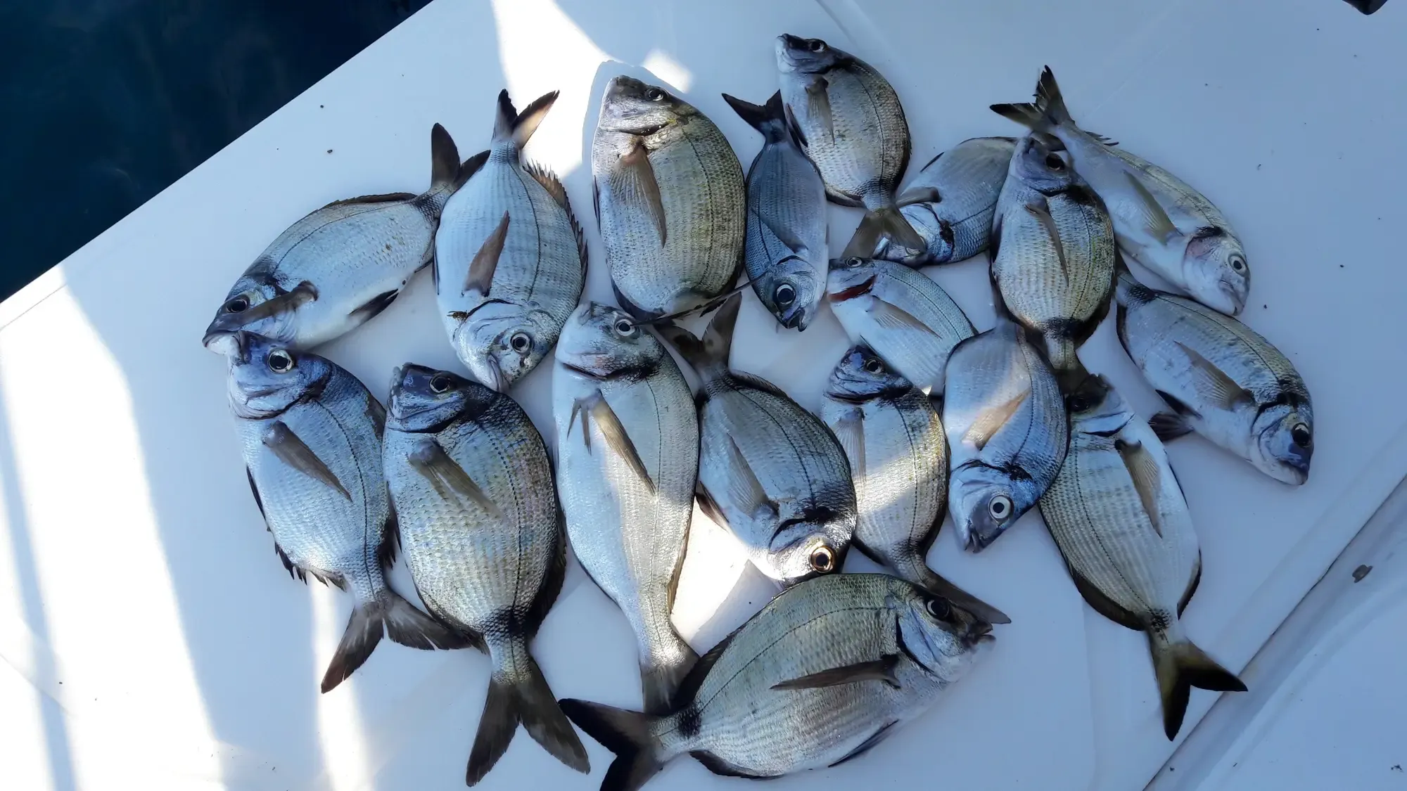 Fishing & Fun — photo 3