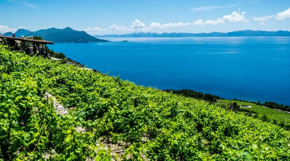 Vineyards on the steep coastal slopes of the Pelješac peninsula above the Adriatic, the heart of a wine day trip from Dubrovnik